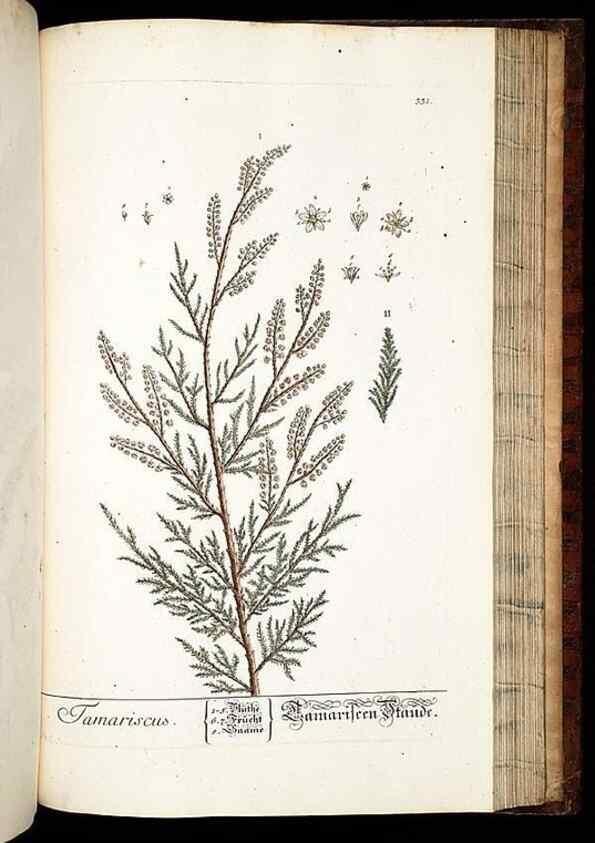 Reproducción/Reproduction 8428905429: Herbarium Blackwellianum emendatum et auctum, id est, Elisabethae Blackwell collectio stirpium. Norimbergae : Typis Io. Iosephi Fleischmanni, 1750-1773.