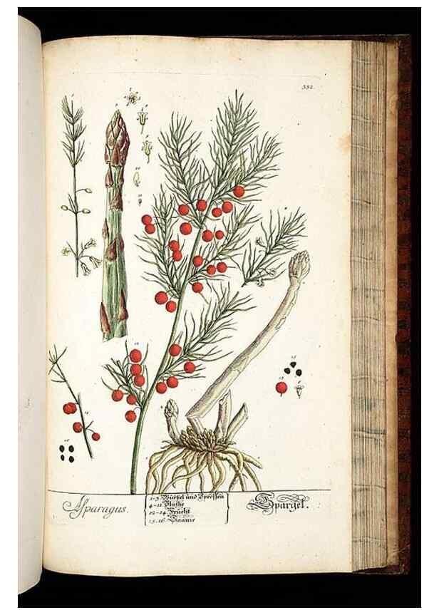 Reproducción/Reproduction 8429993868: Herbarium Blackwellianum emendatum et auctum, id est, Elisabethae Blackwell collectio stirpium. Norimbergae : Typis Io. Iosephi Fleischmanni, 1750-1773.