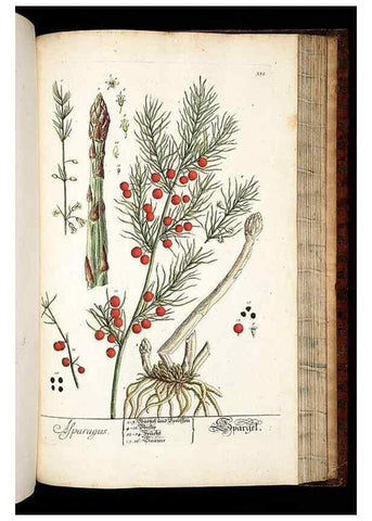 Reproducción/Reproduction 8429993868: Herbarium Blackwellianum emendatum et auctum, id est, Elisabethae Blackwell collectio stirpium. Norimbergae : Typis Io. Iosephi Fleischmanni, 1750-1773.