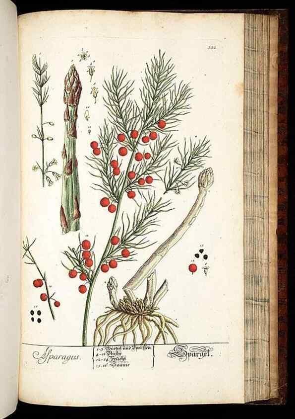 Reproducción/Reproduction 8429993868: Herbarium Blackwellianum emendatum et auctum, id est, Elisabethae Blackwell collectio stirpium. Norimbergae : Typis Io. Iosephi Fleischmanni, 1750-1773.