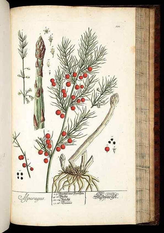 Reproducción/Reproduction 8429993868: Herbarium Blackwellianum emendatum et auctum, id est, Elisabethae Blackwell collectio stirpium. Norimbergae : Typis Io. Iosephi Fleischmanni, 1750-1773.