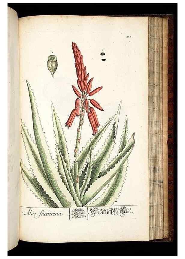 Reproducción/Reproduction 8428905929: Herbarium Blackwellianum emendatum et auctum, id est, Elisabethae Blackwell collectio stirpium. Norimbergae : Typis Io. Iosephi Fleischmanni, 1750-1773.