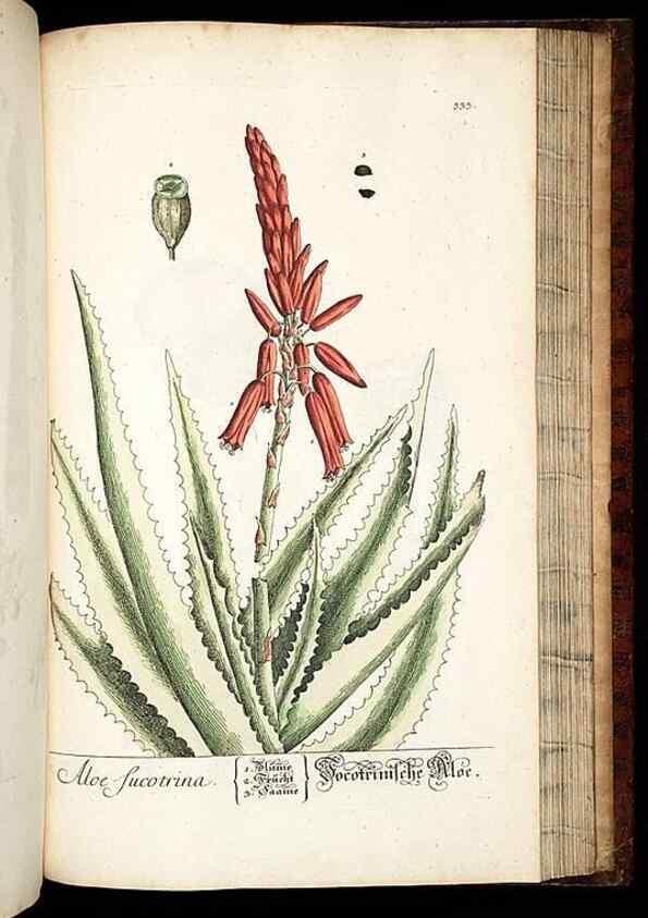 Reproducción/Reproduction 8428905929: Herbarium Blackwellianum emendatum et auctum, id est, Elisabethae Blackwell collectio stirpium. Norimbergae : Typis Io. Iosephi Fleischmanni, 1750-1773.