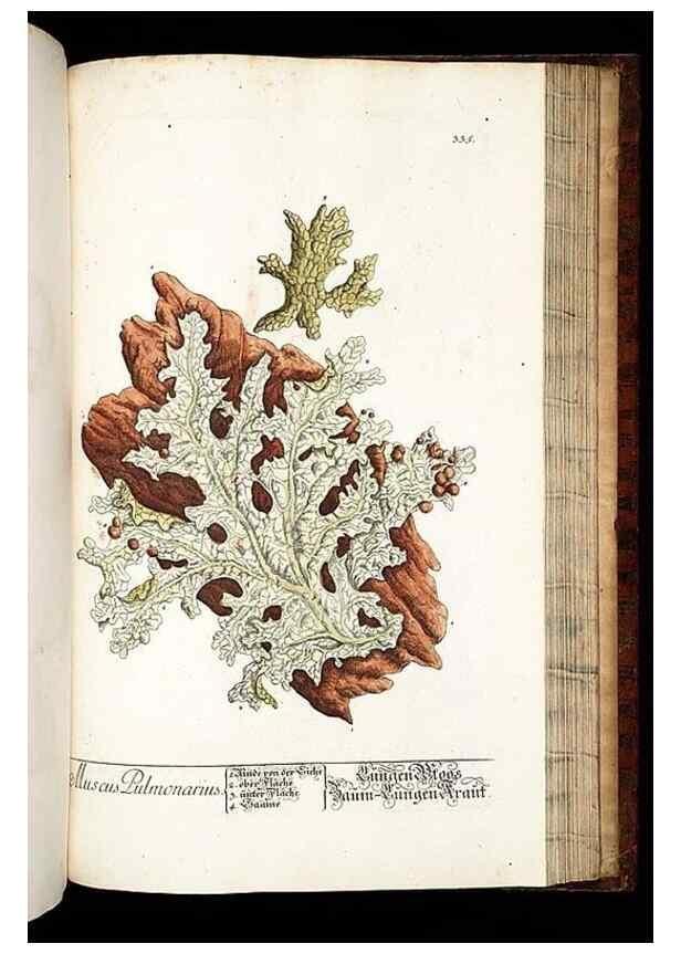 Reproducción/Reproduction 8429994608: Herbarium Blackwellianum emendatum et auctum, id est, Elisabethae Blackwell collectio stirpium. Norimbergae : Typis Io. Iosephi Fleischmanni, 1750-1773.