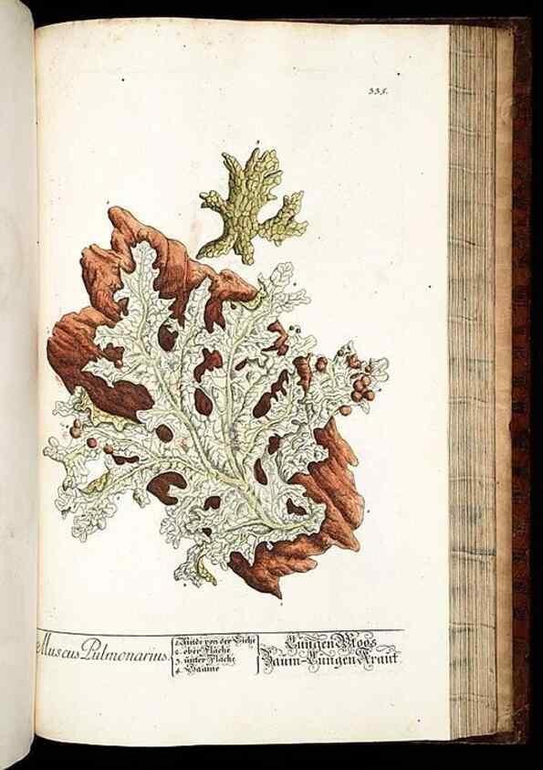 Reproducción/Reproduction 8429994608: Herbarium Blackwellianum emendatum et auctum, id est, Elisabethae Blackwell collectio stirpium. Norimbergae : Typis Io. Iosephi Fleischmanni, 1750-1773.