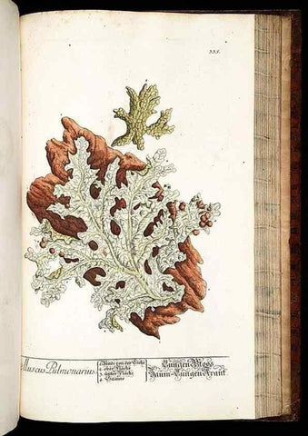 Reproducción/Reproduction 8429994608: Herbarium Blackwellianum emendatum et auctum, id est, Elisabethae Blackwell collectio stirpium. Norimbergae : Typis Io. Iosephi Fleischmanni, 1750-1773.