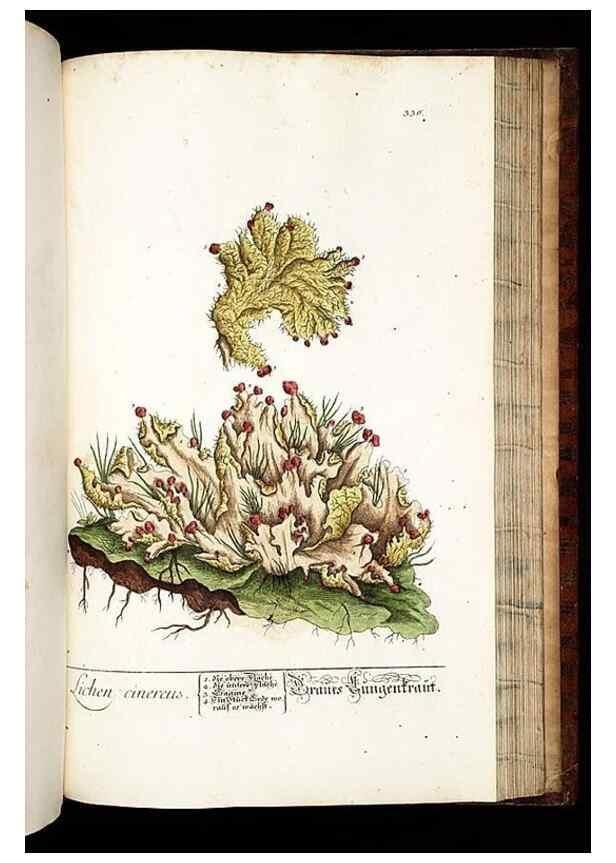 Reproducción/Reproduction 8429994830: Herbarium Blackwellianum emendatum et auctum, id est, Elisabethae Blackwell collectio stirpium. Norimbergae : Typis Io. Iosephi Fleischmanni, 1750-1773.