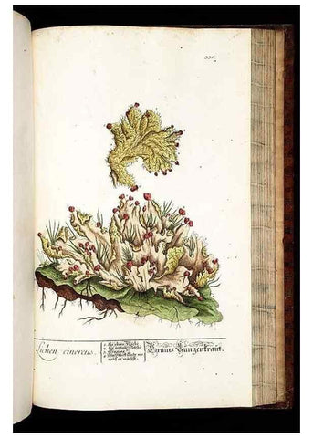 Reproducción/Reproduction 8429994830: Herbarium Blackwellianum emendatum et auctum, id est, Elisabethae Blackwell collectio stirpium. Norimbergae : Typis Io. Iosephi Fleischmanni, 1750-1773.