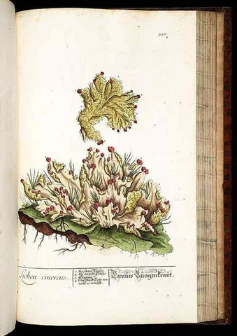 Reproducción/Reproduction 8429994830: Herbarium Blackwellianum emendatum et auctum, id est, Elisabethae Blackwell collectio stirpium. Norimbergae : Typis Io. Iosephi Fleischmanni, 1750-1773.
