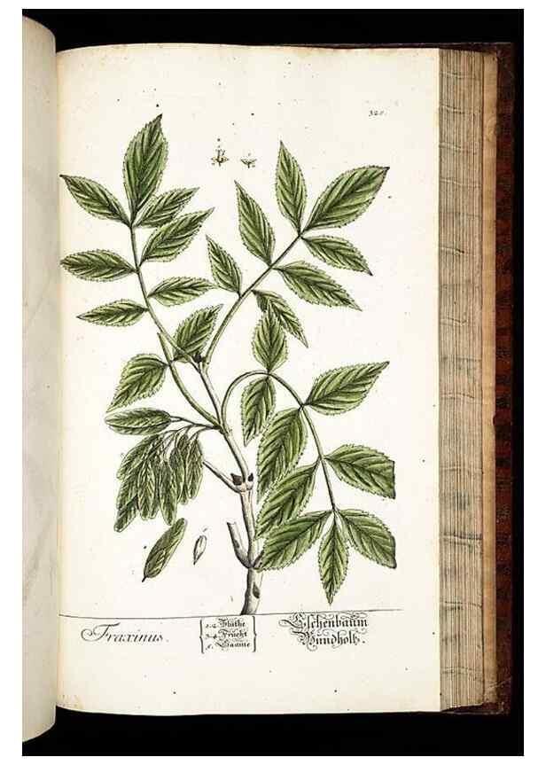 Reproducción/Reproduction 8429993312: Herbarium Blackwellianum emendatum et auctum, id est, Elisabethae Blackwell collectio stirpium. Norimbergae : Typis Io. Iosephi Fleischmanni, 1750-1773.