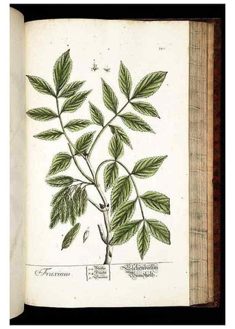 Reproducción/Reproduction 8429993312: Herbarium Blackwellianum emendatum et auctum, id est, Elisabethae Blackwell collectio stirpium. Norimbergae : Typis Io. Iosephi Fleischmanni, 1750-1773.