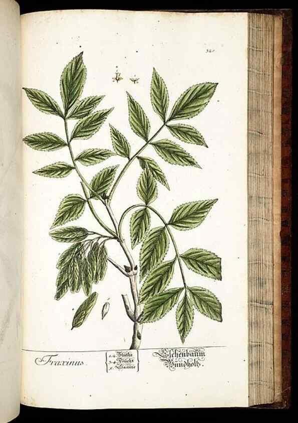 Reproducción/Reproduction 8429993312: Herbarium Blackwellianum emendatum et auctum, id est, Elisabethae Blackwell collectio stirpium. Norimbergae : Typis Io. Iosephi Fleischmanni, 1750-1773.