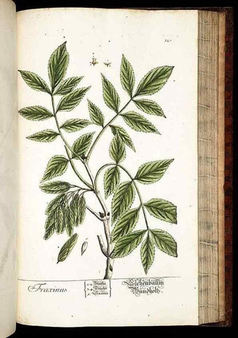 Reproducción/Reproduction 8429993312: Herbarium Blackwellianum emendatum et auctum, id est, Elisabethae Blackwell collectio stirpium. Norimbergae : Typis Io. Iosephi Fleischmanni, 1750-1773.
