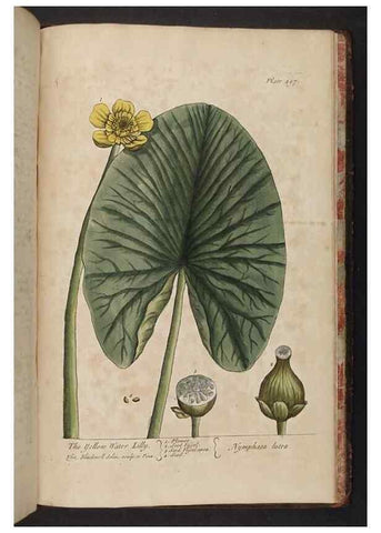 Reproducción/Reproduction 8361172363: A curious herbal. London : Printed for Samuel Harding, 1737-1739.