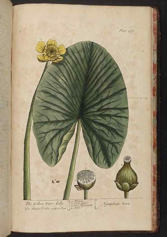 Reproducción/Reproduction 8361172363: A curious herbal. London : Printed for Samuel Harding, 1737-1739.