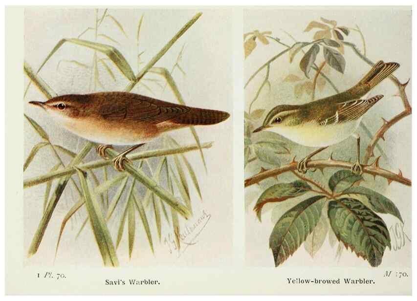 Reproducción/Reproduction 8263792655: The birds of the British Isles and their eggs.. London ;F. Warne,1919.