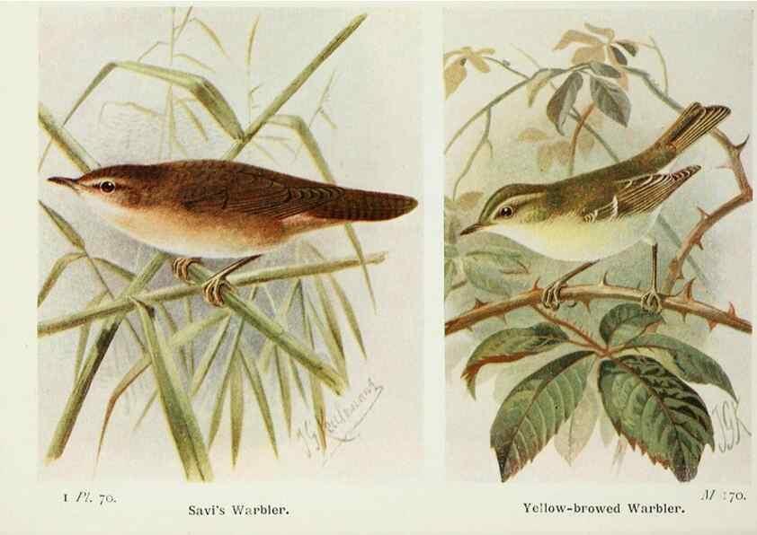 Reproducción/Reproduction 8263792655: The birds of the British Isles and their eggs.. London ;F. Warne,1919.