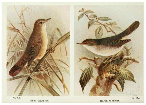 Reproducción/Reproduction 8264861556: The birds of the British Isles and their eggs.. London ;F. Warne,1919.
