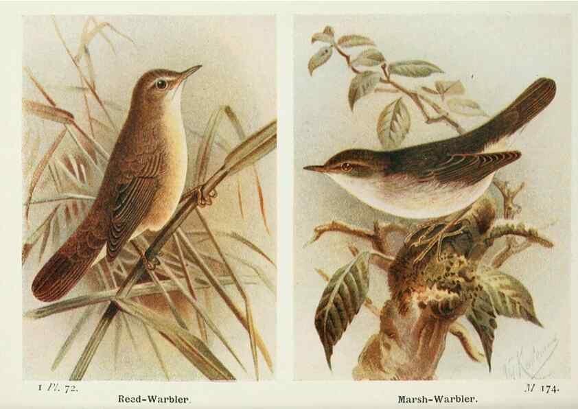 Reproducción/Reproduction 8264861556: The birds of the British Isles and their eggs.. London ;F. Warne,1919.