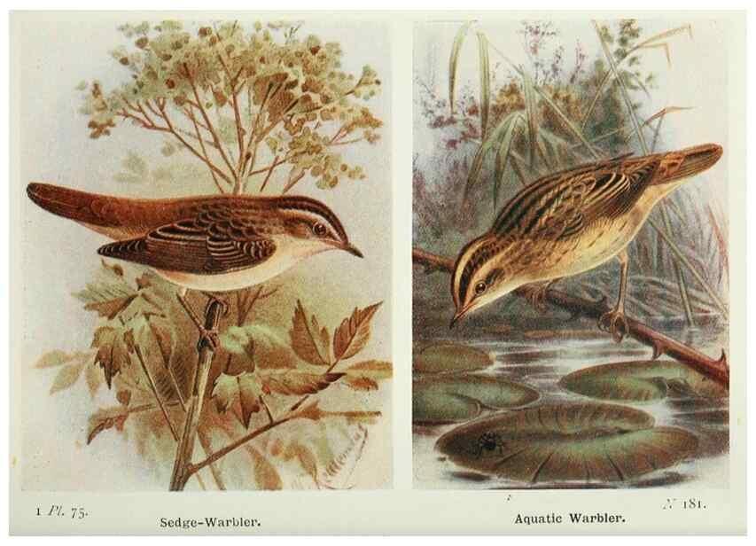 Reproducción/Reproduction 8264862214: The birds of the British Isles and their eggs.. London ;F. Warne,1919.