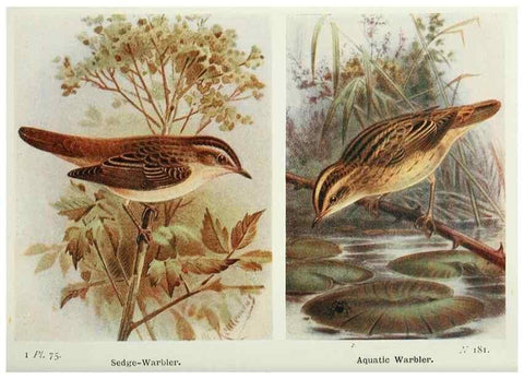 Reproducción/Reproduction 8264862214: The birds of the British Isles and their eggs.. London ;F. Warne,1919.