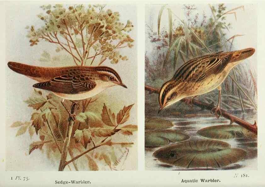 Reproducción/Reproduction 8264862214: The birds of the British Isles and their eggs.. London ;F. Warne,1919.