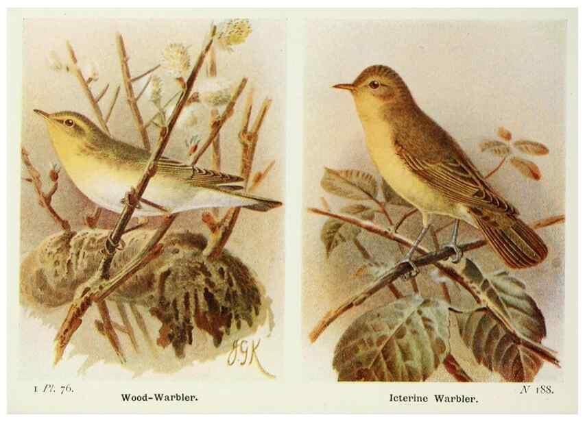 Reproducción/Reproduction 8263794821: The birds of the British Isles and their eggs.. London ;F. Warne,1919.