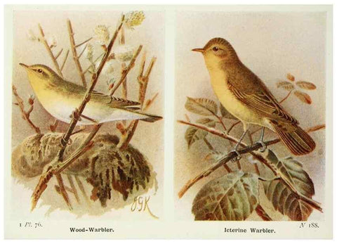Reproducción/Reproduction 8263794821: The birds of the British Isles and their eggs.. London ;F. Warne,1919.