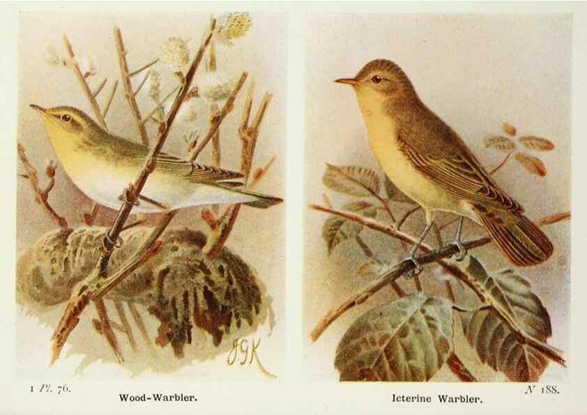 Reproducción/Reproduction 8263794821: The birds of the British Isles and their eggs.. London ;F. Warne,1919.