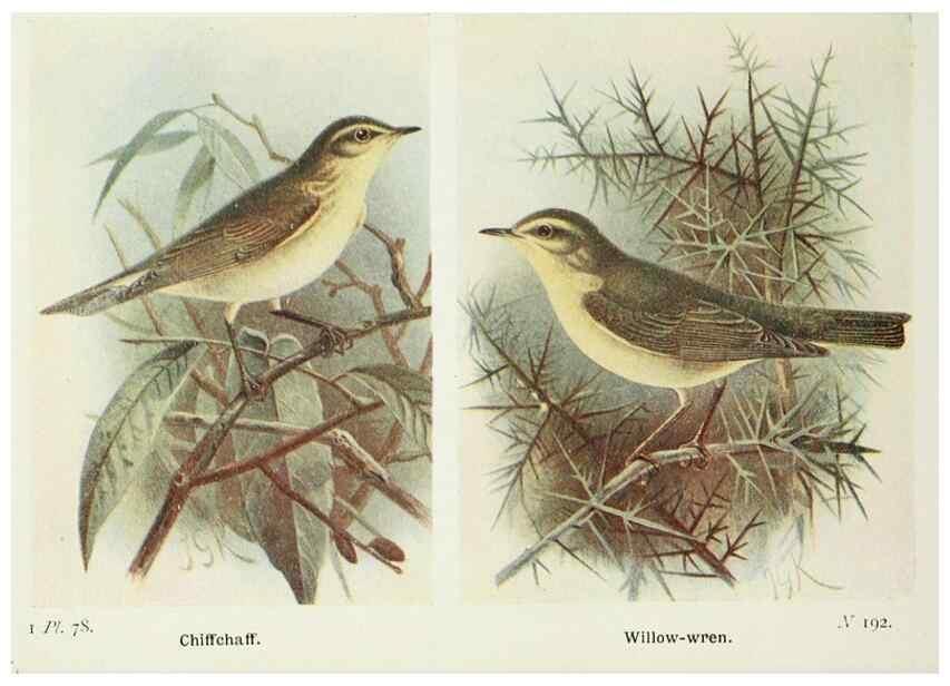 Reproducción/Reproduction 8264863682: The birds of the British Isles and their eggs.. London ;F. Warne,1919.
