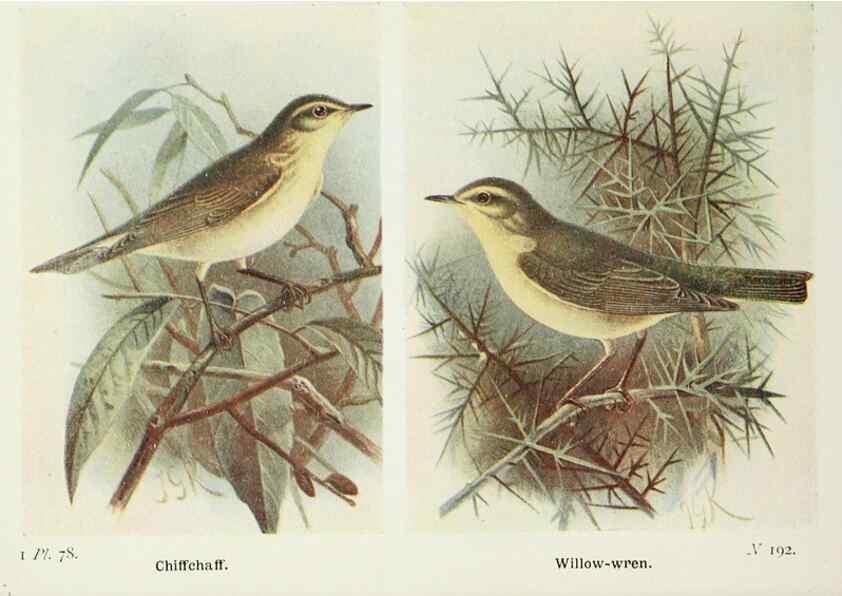 Reproducción/Reproduction 8264863682: The birds of the British Isles and their eggs.. London ;F. Warne,1919.