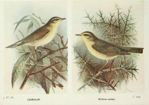 Reproducción/Reproduction 8264863682: The birds of the British Isles and their eggs.. London ;F. Warne,1919.