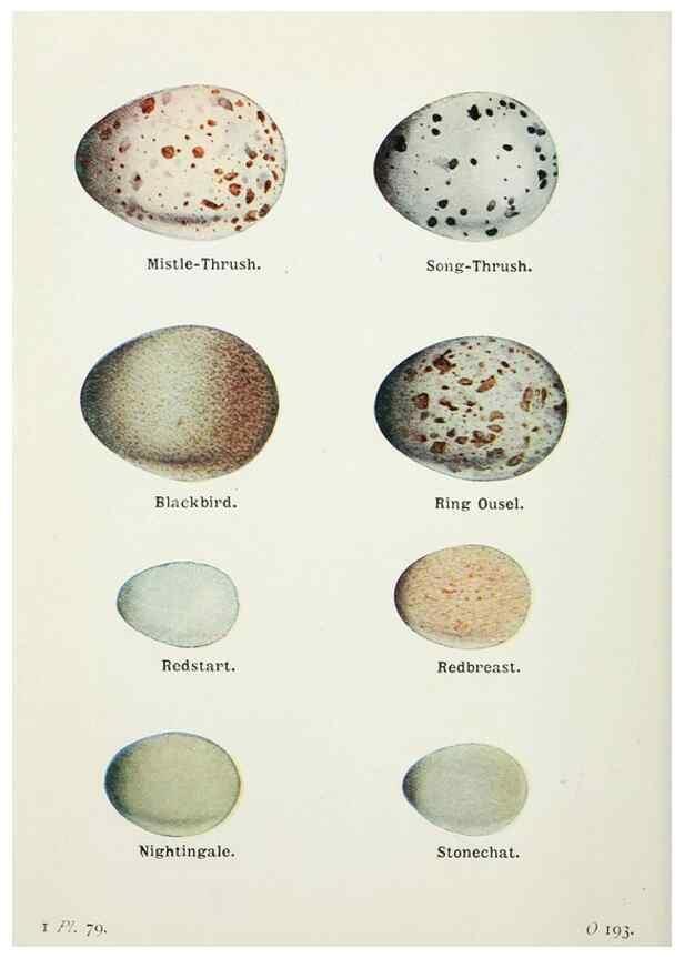 Reproducción/Reproduction 8264864148: The birds of the British Isles and their eggs.. London ;F. Warne,1919.