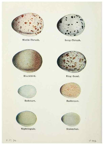 Reproducción/Reproduction 8264864148: The birds of the British Isles and their eggs.. London ;F. Warne,1919.