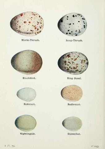 Reproducción/Reproduction 8264864148: The birds of the British Isles and their eggs.. London ;F. Warne,1919.