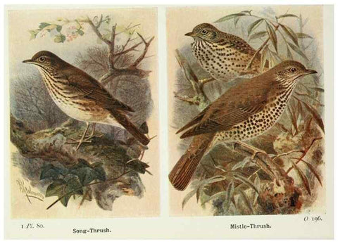 Reproducción/Reproduction 8263796591: The birds of the British Isles and their eggs.. London ;F. Warne,1919.