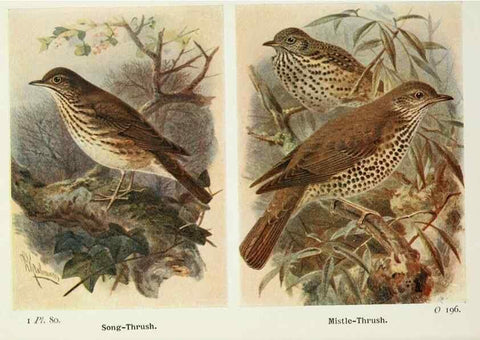 Reproducción/Reproduction 8263796591: The birds of the British Isles and their eggs.. London ;F. Warne,1919.