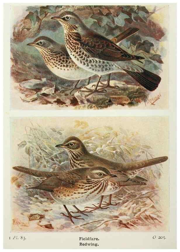 Reproducción/Reproduction 8264865812: The birds of the British Isles and their eggs.. London ;F. Warne,1919.