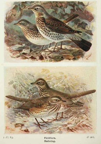Reproducción/Reproduction 8264865812: The birds of the British Isles and their eggs.. London ;F. Warne,1919.