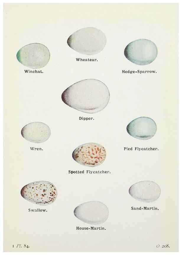 Reproducción/Reproduction 8264866232: The birds of the British Isles and their eggs.. London ;F. Warne,1919.
