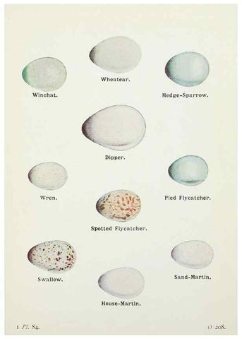 Reproducción/Reproduction 8264866232: The birds of the British Isles and their eggs.. London ;F. Warne,1919.