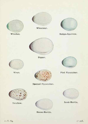 Reproducción/Reproduction 8264866232: The birds of the British Isles and their eggs.. London ;F. Warne,1919.