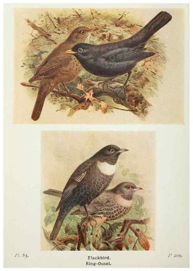 Reproducción/Reproduction 8264866856: The birds of the British Isles and their eggs.. London ;F. Warne,1919.