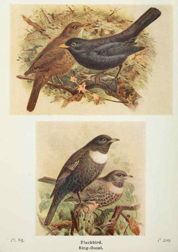 Reproducción/Reproduction 8264866856: The birds of the British Isles and their eggs.. London ;F. Warne,1919.