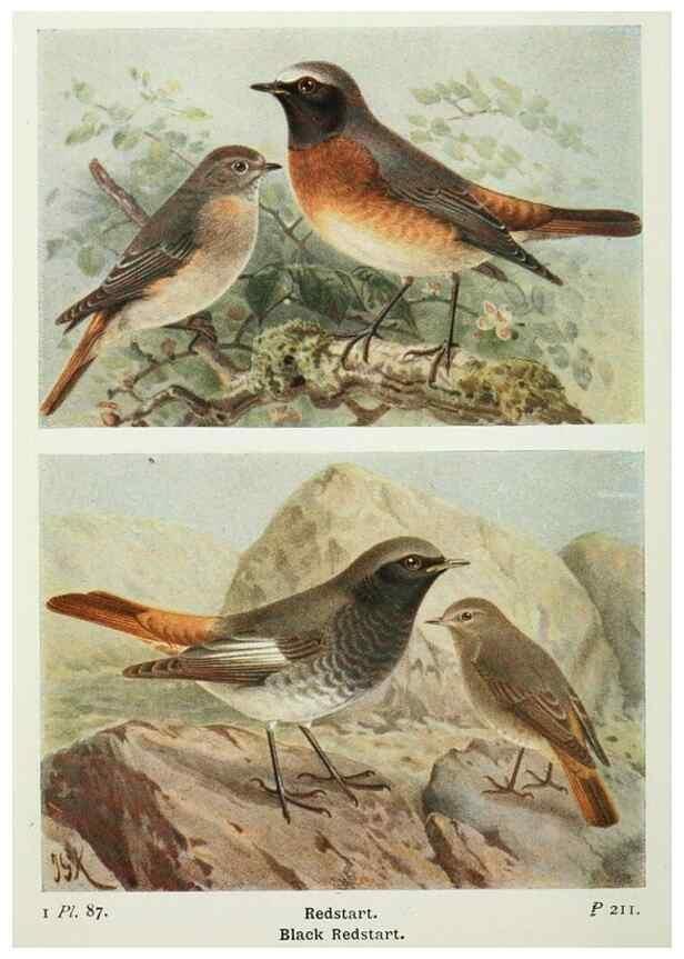 Reproducción/Reproduction 8264867460: The birds of the British Isles and their eggs.. London ;F. Warne,1919.