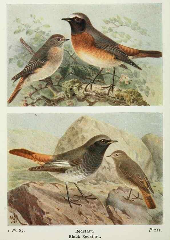 Reproducción/Reproduction 8264867460: The birds of the British Isles and their eggs.. London ;F. Warne,1919.