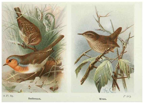 Reproducción/Reproduction 8264868164: The birds of the British Isles and their eggs.. London ;F. Warne,1919.