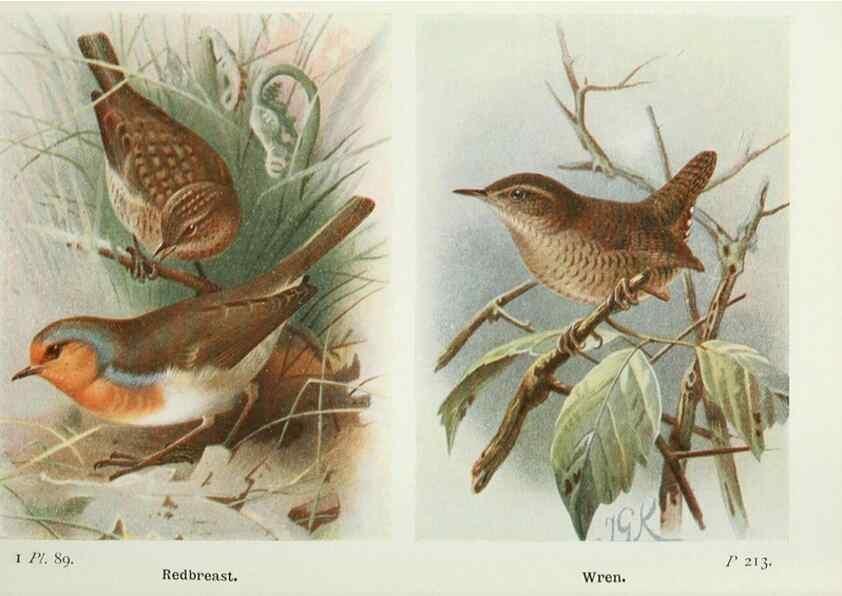 Reproducción/Reproduction 8264868164: The birds of the British Isles and their eggs.. London ;F. Warne,1919.