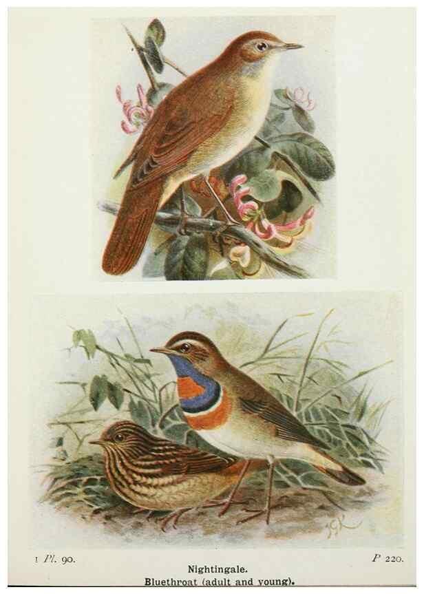 Reproducción/Reproduction 8263800805: The birds of the British Isles and their eggs.. London ;F. Warne,1919.