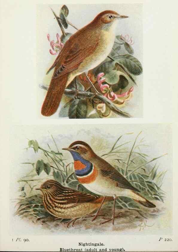 Reproducción/Reproduction 8263800805: The birds of the British Isles and their eggs.. London ;F. Warne,1919.